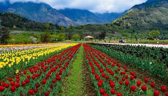 Kashmir Family Tour